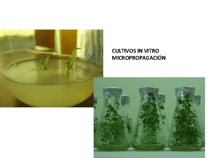 CULTIVOS IN VITRO MICROPROPAGACIÓN 