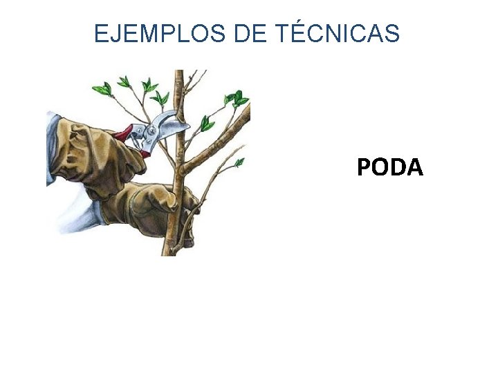 EJEMPLOS DE TÉCNICAS PODA 