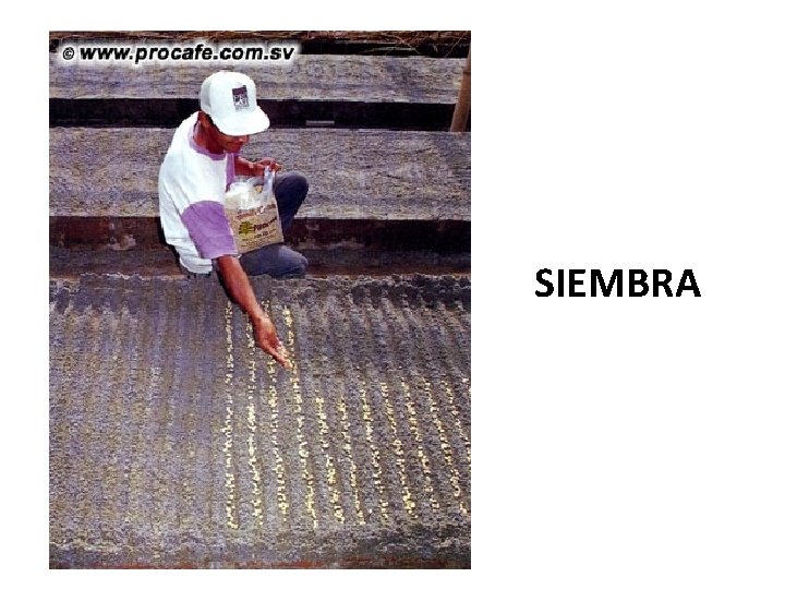 SIEMBRA 