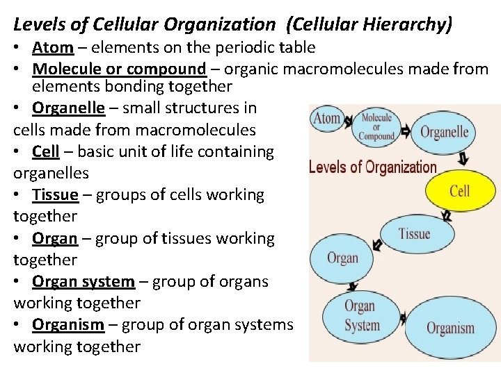 Levels of Cellular Organization (Cellular Hierarchy) • Atom – elements on the periodic table