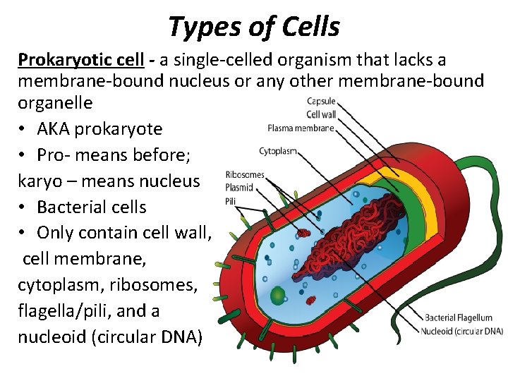 Types of Cells Prokaryotic cell - a single-celled organism that lacks a membrane-bound nucleus