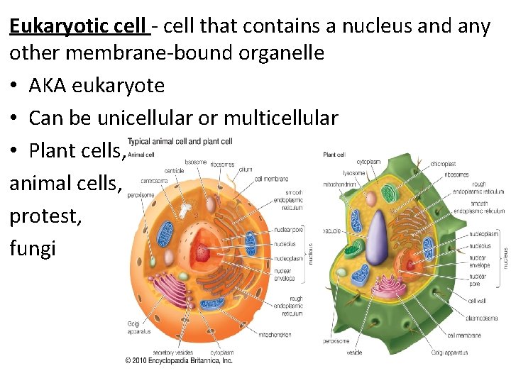 Eukaryotic cell - cell that contains a nucleus and any other membrane-bound organelle •