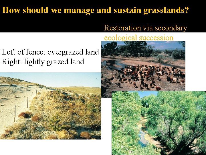 How should we manage and sustain grasslands? Restoration via secondary ecological succession Left of