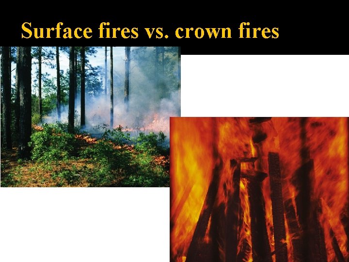 Surface fires vs. crown fires 