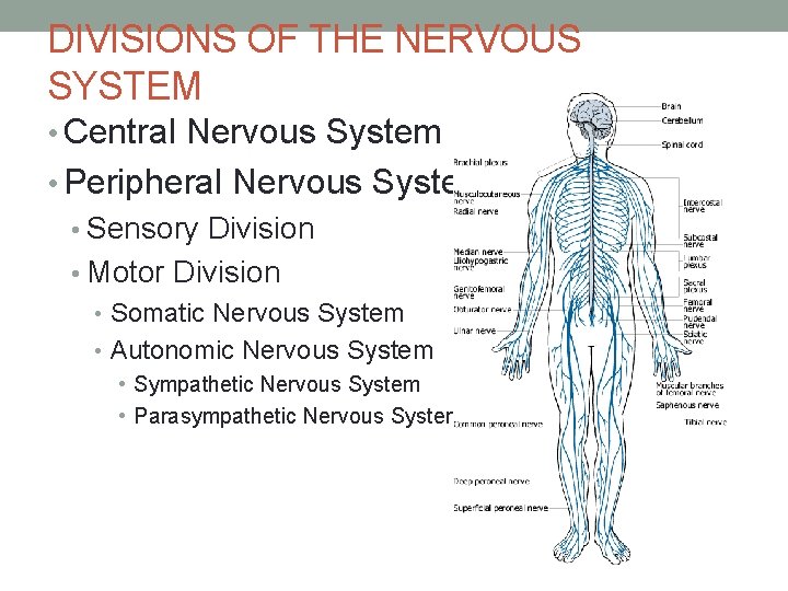 DIVISIONS OF THE NERVOUS SYSTEM • Central Nervous System • Peripheral Nervous System •