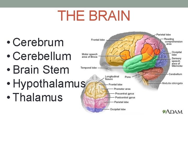 THE BRAIN • Cerebrum • Cerebellum • Brain Stem • Hypothalamus • Thalamus 
