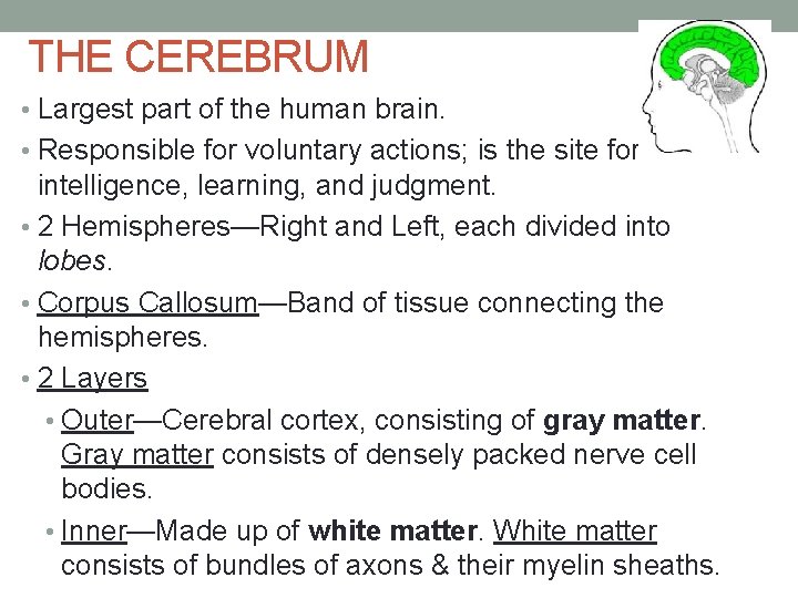 THE CEREBRUM • Largest part of the human brain. • Responsible for voluntary actions;