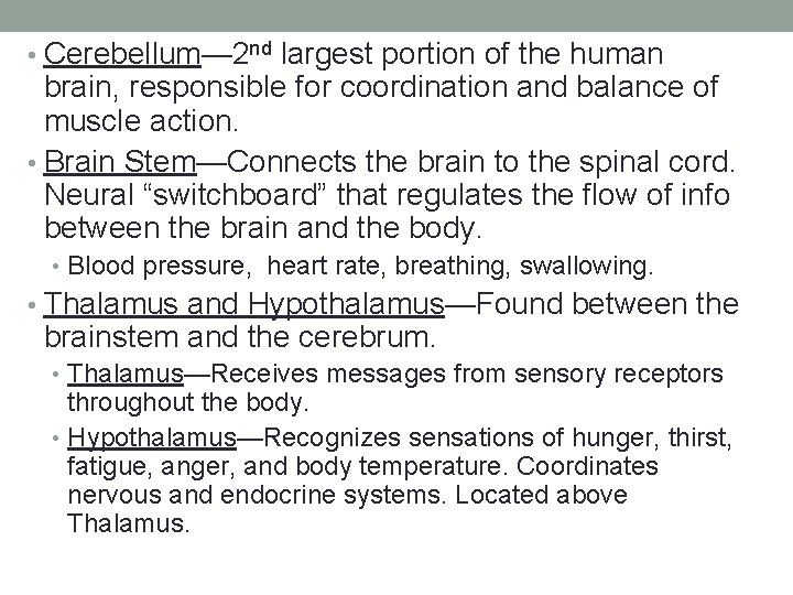  • Cerebellum— 2 nd largest portion of the human brain, responsible for coordination