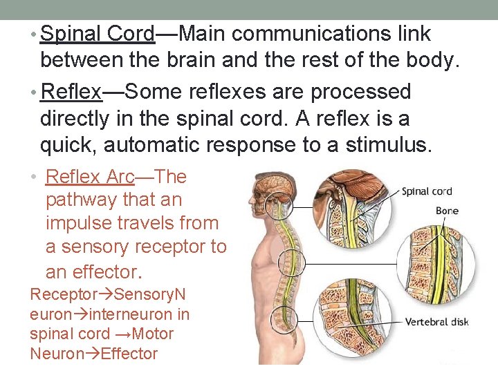  • Spinal Cord—Main communications link between the brain and the rest of the