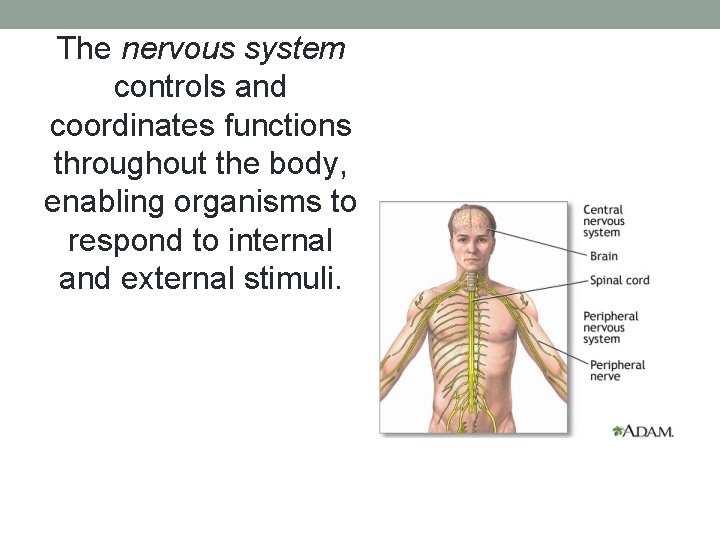 The nervous system controls and coordinates functions throughout the body, enabling organisms to respond