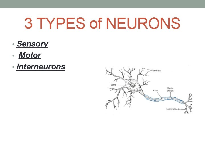 3 TYPES of NEURONS • Sensory • Motor • Interneurons 