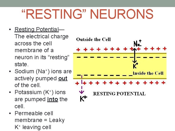 “RESTING” NEURONS • Resting Potential— The electrical charge across the cell membrane of a