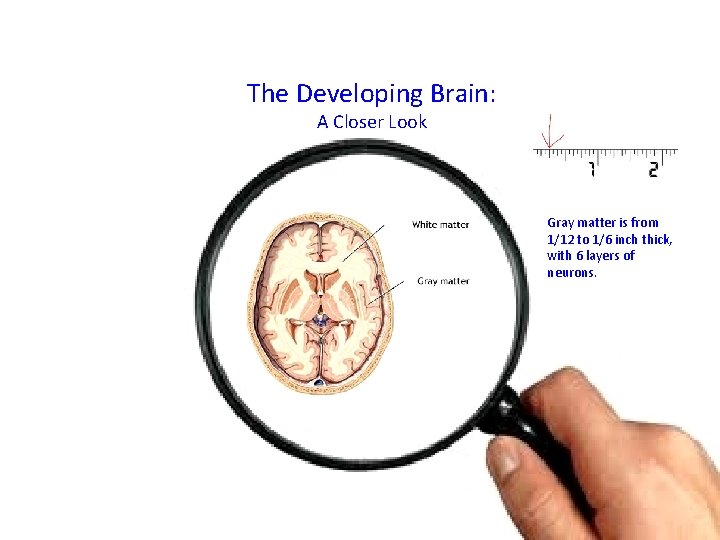 The Developing Brain: A Closer Look Gray matter is from 1/12 to 1/6 inch