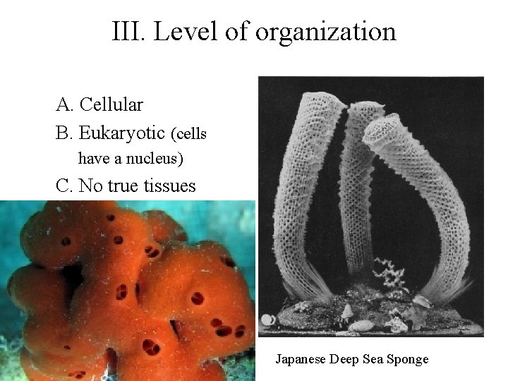 III. Level of organization A. Cellular B. Eukaryotic (cells have a nucleus) C. No