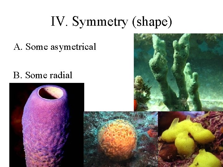 IV. Symmetry (shape) A. Some asymetrical B. Some radial 