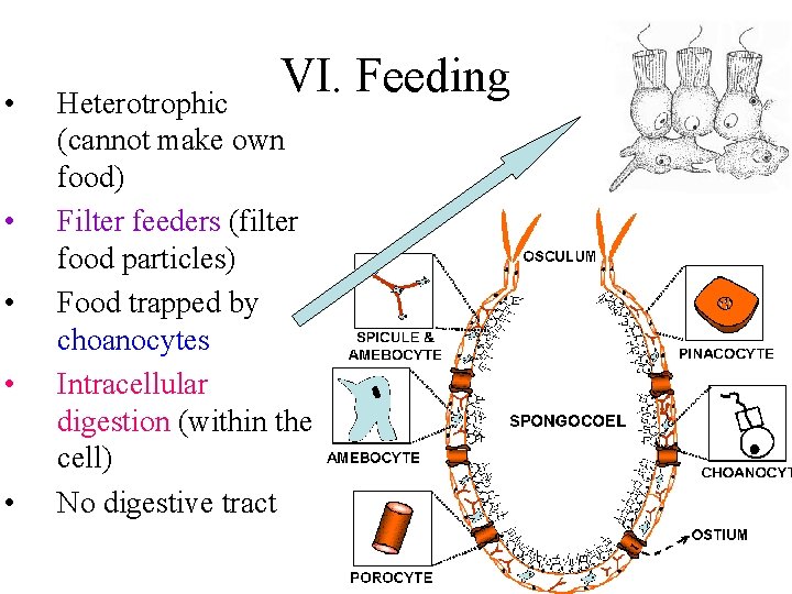  • • • VI. Feeding Heterotrophic (cannot make own food) Filter feeders (filter
