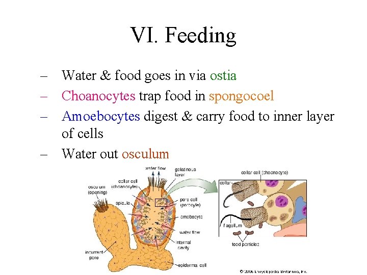 VI. Feeding – Water & food goes in via ostia – Choanocytes trap food