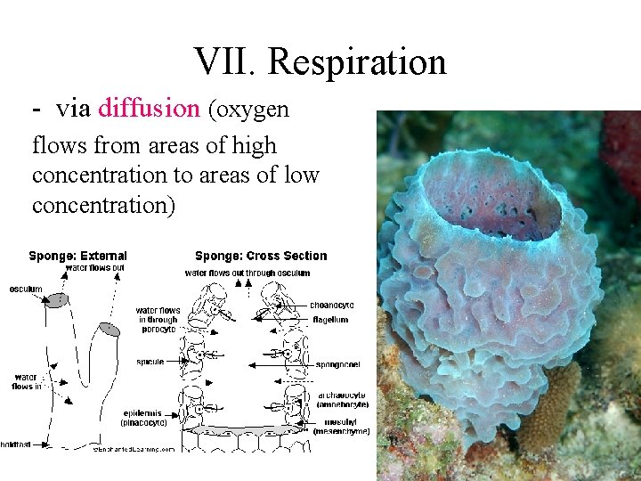 VII. Respiration - via diffusion (oxygen flows from areas of high concentration to areas