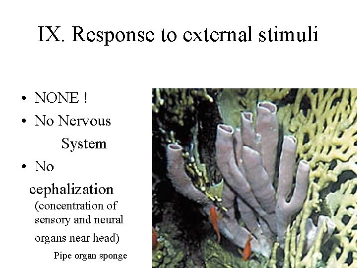 IX. Response to external stimuli • NONE ! • No Nervous System • No