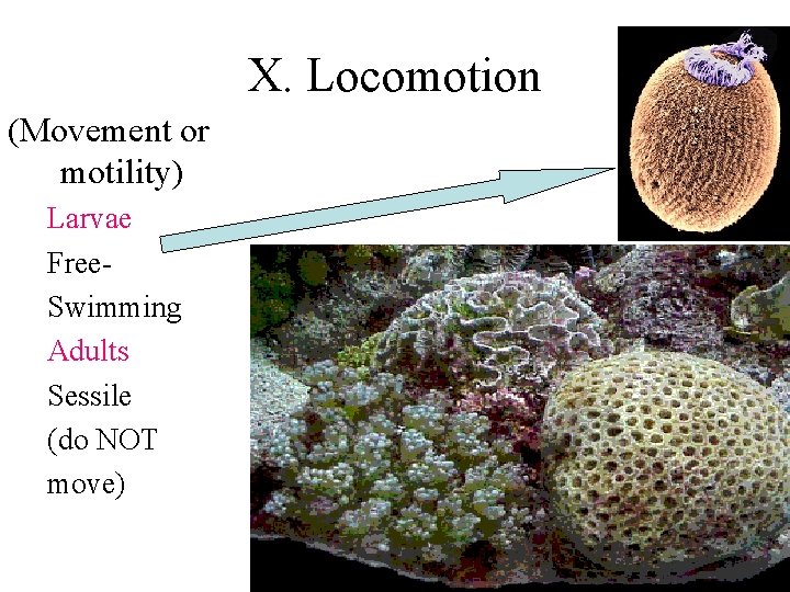 X. Locomotion (Movement or motility) Larvae Free. Swimming Adults Sessile (do NOT move) 