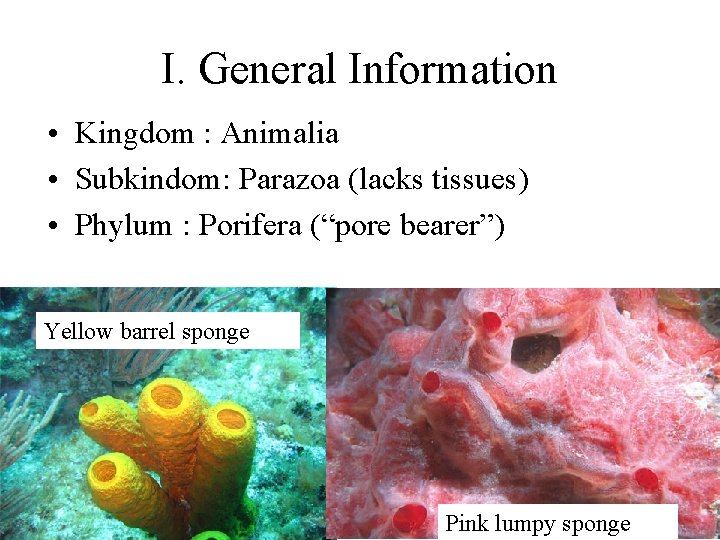 I. General Information • Kingdom : Animalia • Subkindom: Parazoa (lacks tissues) • Phylum