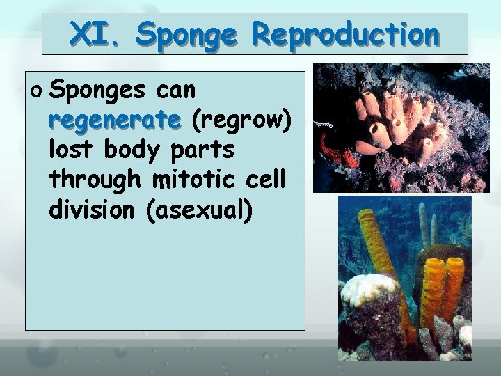 XI. Sponge Reproduction o Sponges can regenerate (regrow) lost body parts through mitotic cell