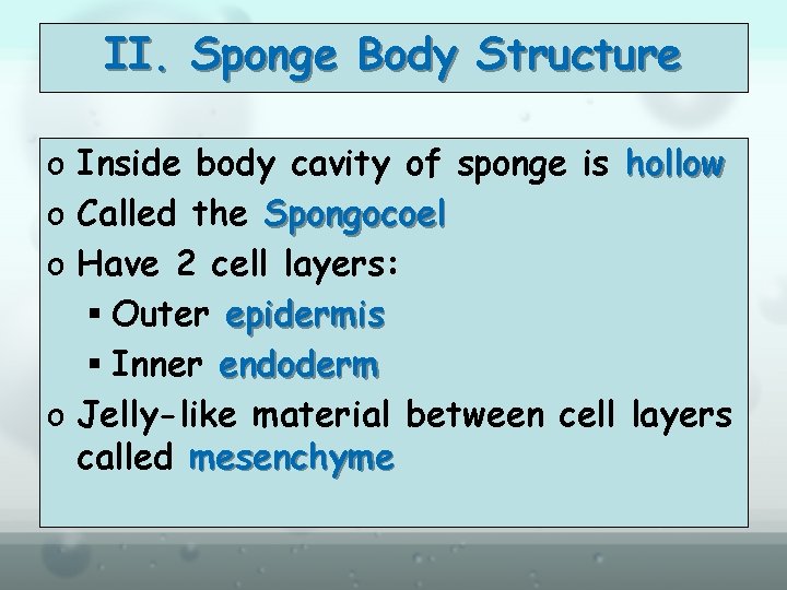 II. Sponge Body Structure o Inside body cavity of sponge is hollow o Called