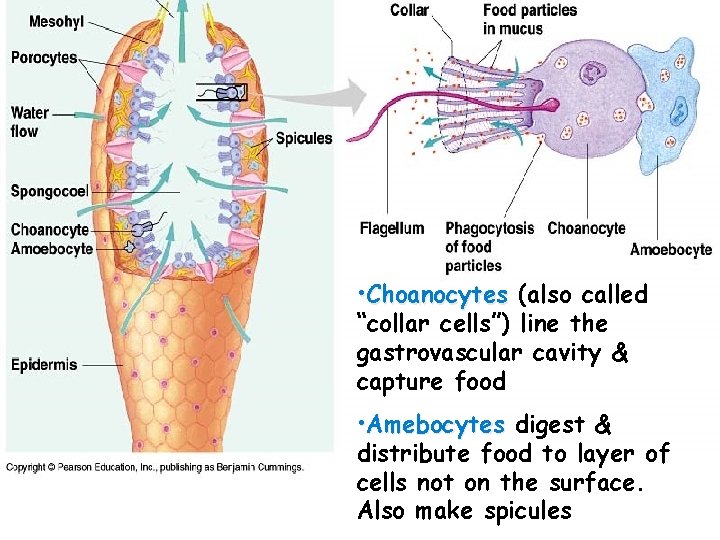  • Choanocytes (also called “collar cells”) line the gastrovascular cavity & capture food