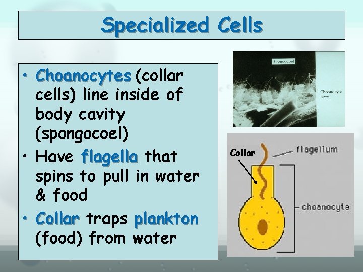 Specialized Cells • Choanocytes (collar cells) line inside of body cavity (spongocoel) • Have