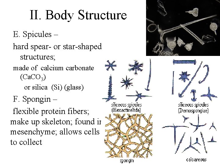 II. Body Structure E. Spicules – hard spear- or star-shaped structures; made of calcium