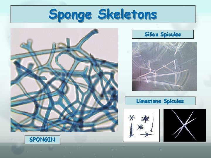 Sponge Skeletons Silica Spicules Limestone Spicules SPONGIN 