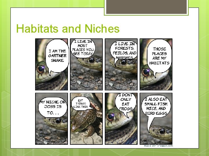 Habitats and Niches 
