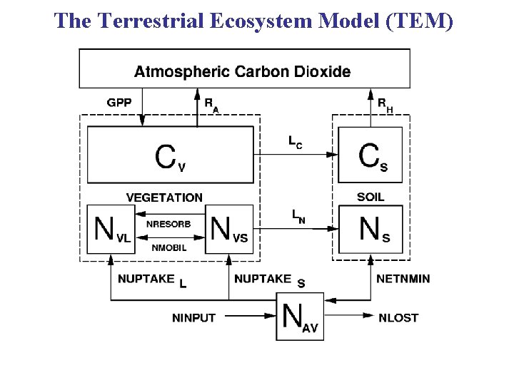 The Terrestrial Ecosystem Model (TEM) 