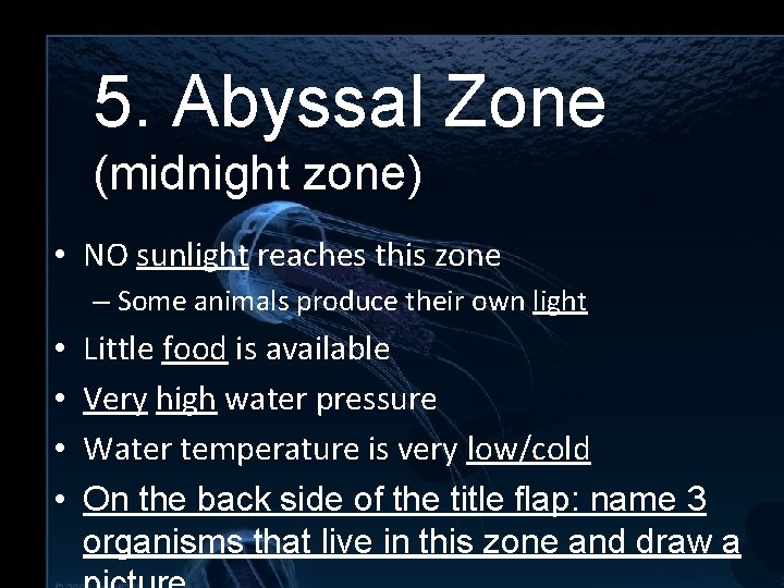 5. Abyssal Zone (midnight zone) 5. Abyssal Zone • NO sunlight reaches this zone