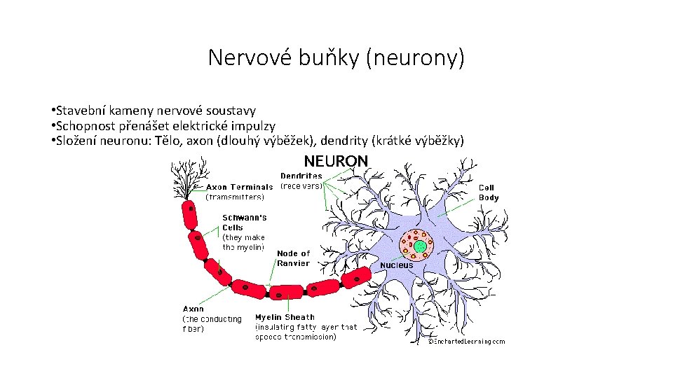 Nervové buňky (neurony) • Stavební kameny nervové soustavy • Schopnost přenášet elektrické impulzy •