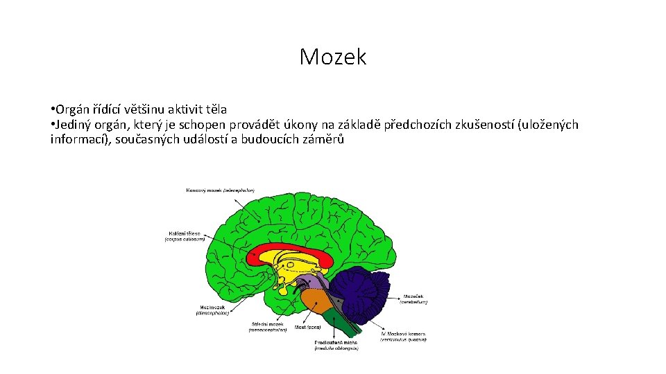 Mozek • Orgán řídící většinu aktivit těla • Jediný orgán, který je schopen provádět