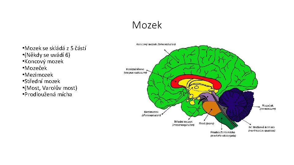 Mozek • Mozek se skládá z 5 částí • (Někdy se uvádí 6) •