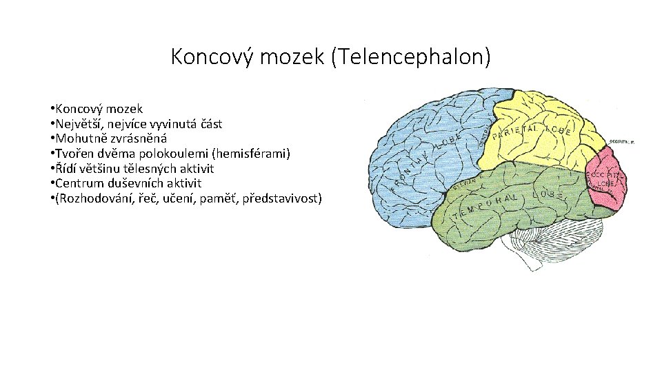 Koncový mozek (Telencephalon) • Koncový mozek • Největší, nejvíce vyvinutá část • Mohutně zvrásněná