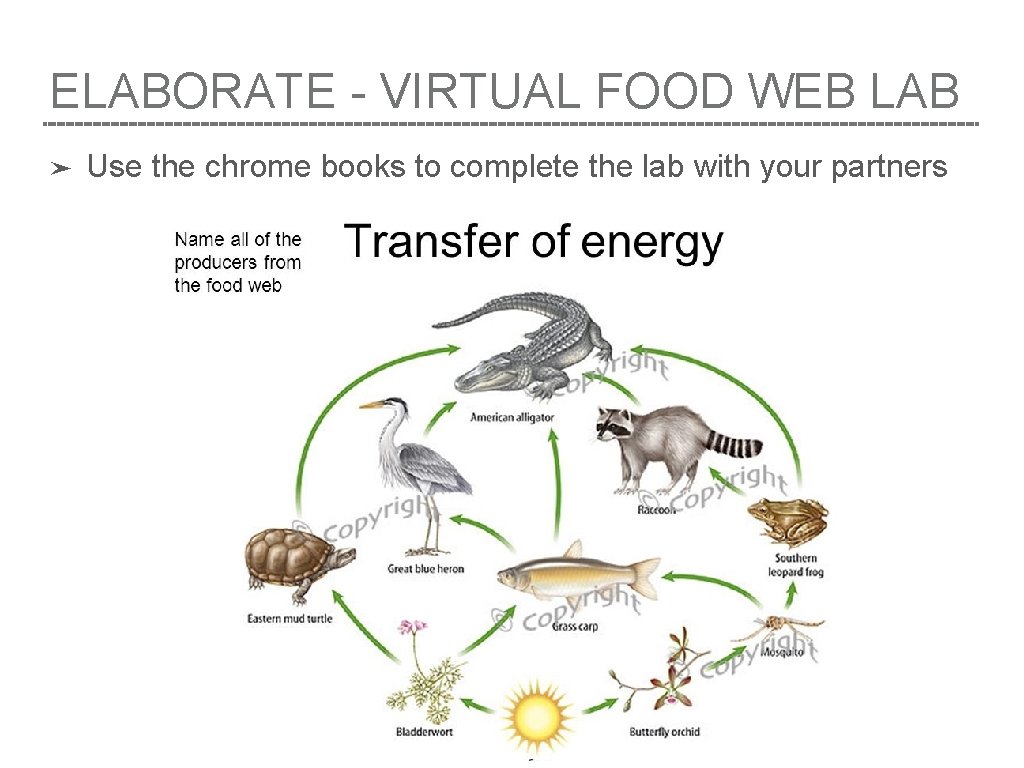 ELABORATE - VIRTUAL FOOD WEB LAB ➤ Use the chrome books to complete the