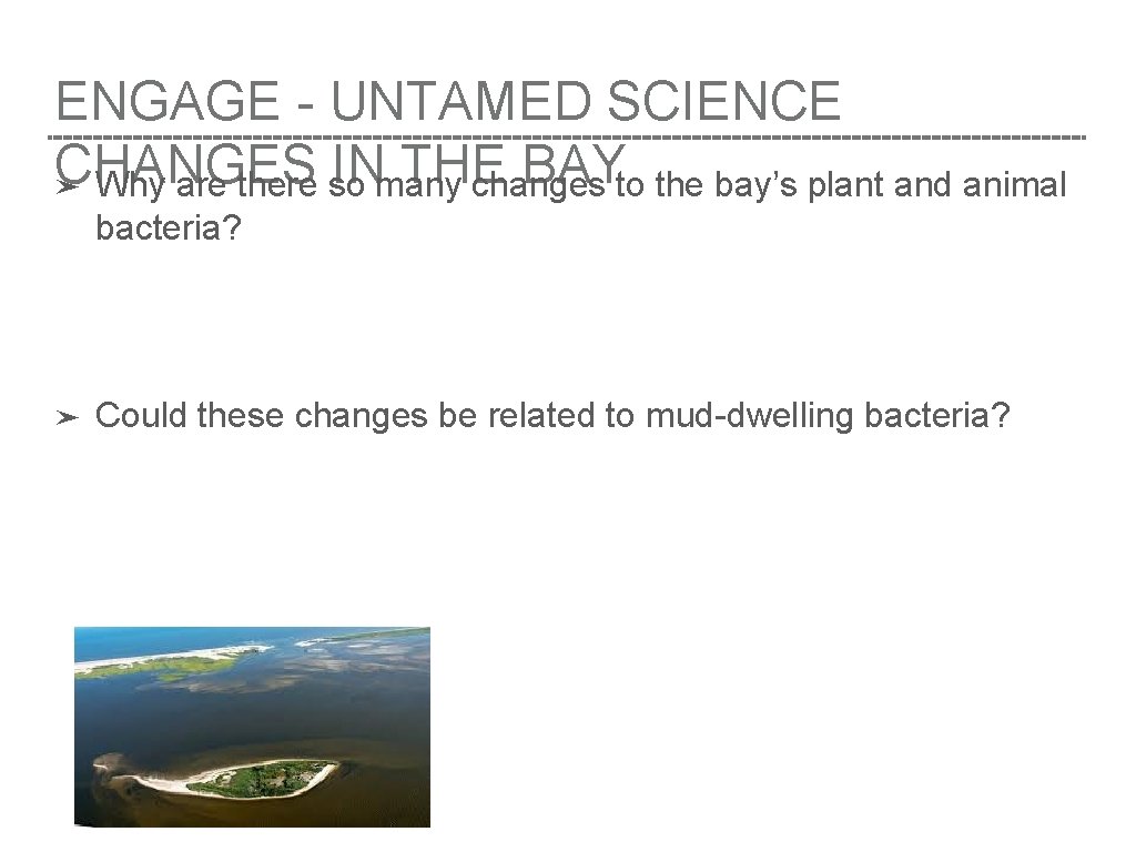 ENGAGE - UNTAMED SCIENCE CHANGES INmany THE BAYto the bay’s plant and animal ➤
