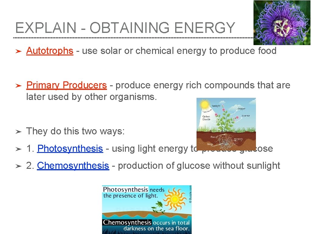 EXPLAIN - OBTAINING ENERGY ➤ Autotrophs - use solar or chemical energy to produce