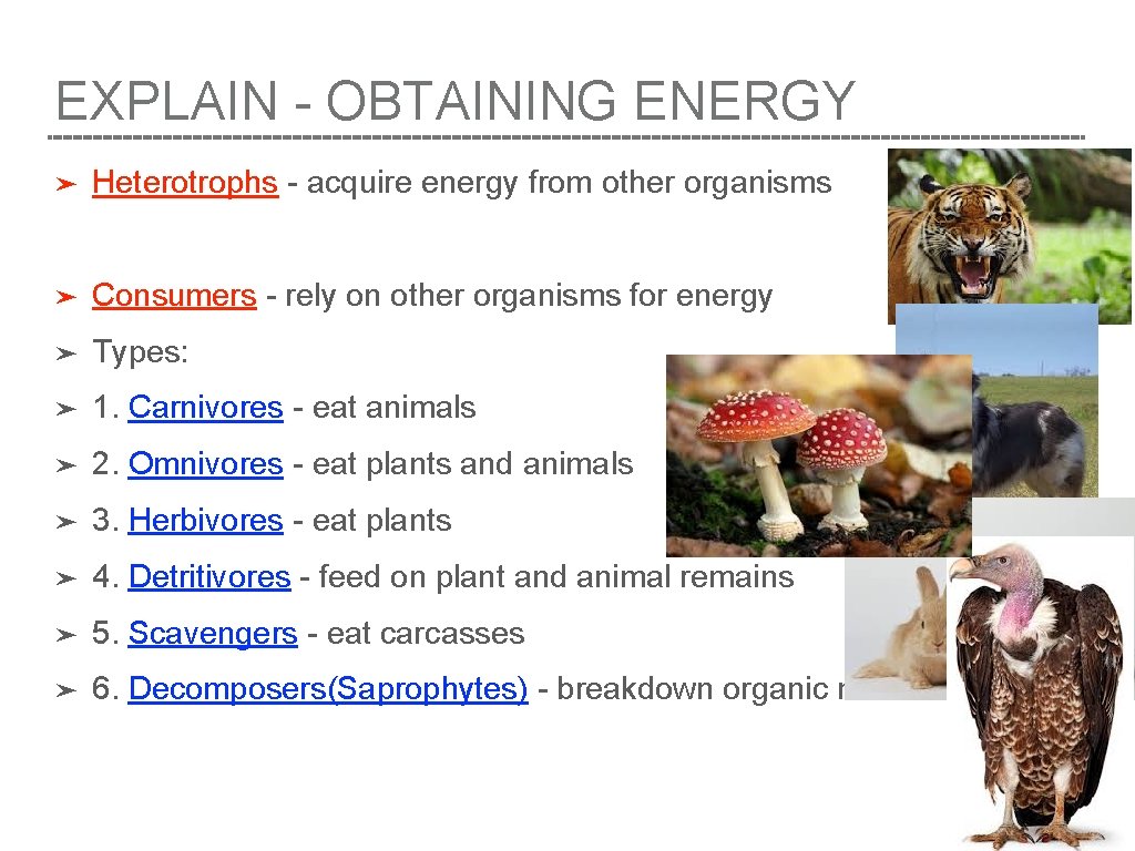 EXPLAIN - OBTAINING ENERGY ➤ Heterotrophs - acquire energy from other organisms ➤ Consumers