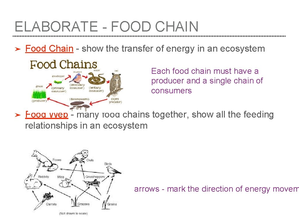 ELABORATE - FOOD CHAIN ➤ Food Chain - show the transfer of energy in