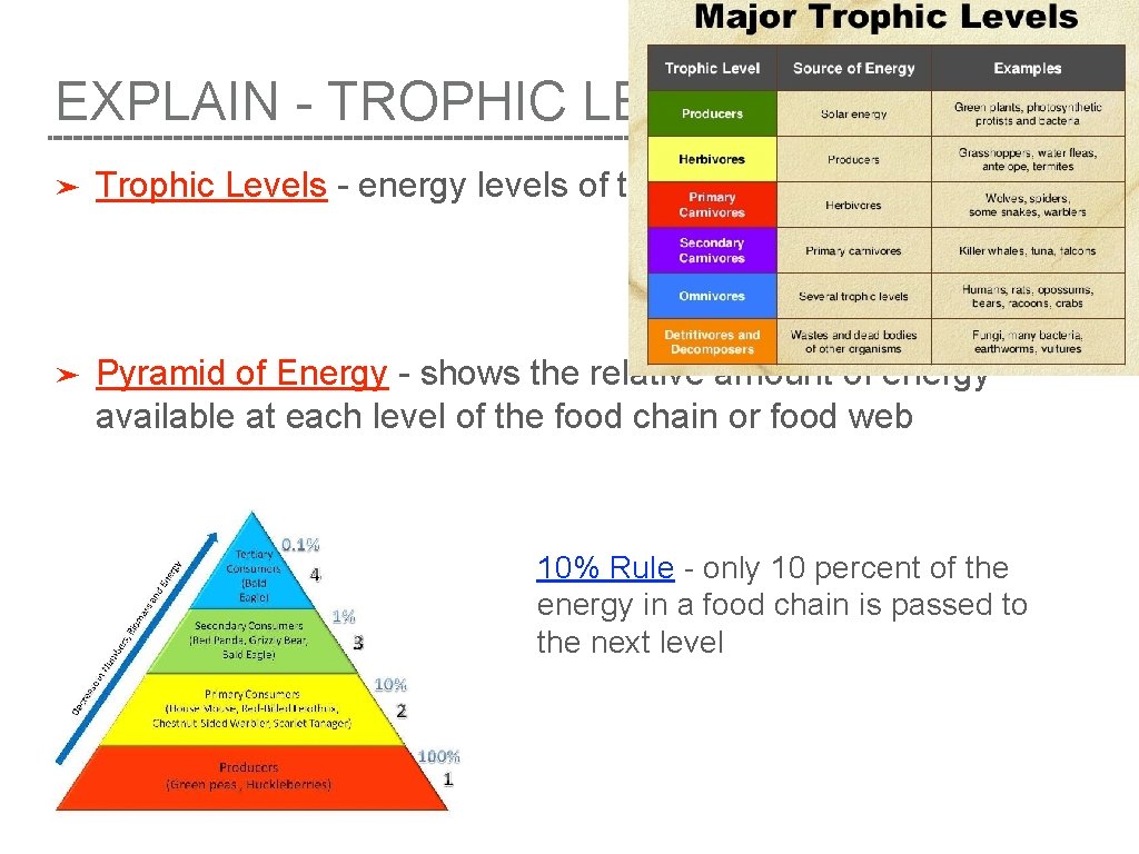 EXPLAIN - TROPHIC LEVELS ➤ Trophic Levels - energy levels of the food chain