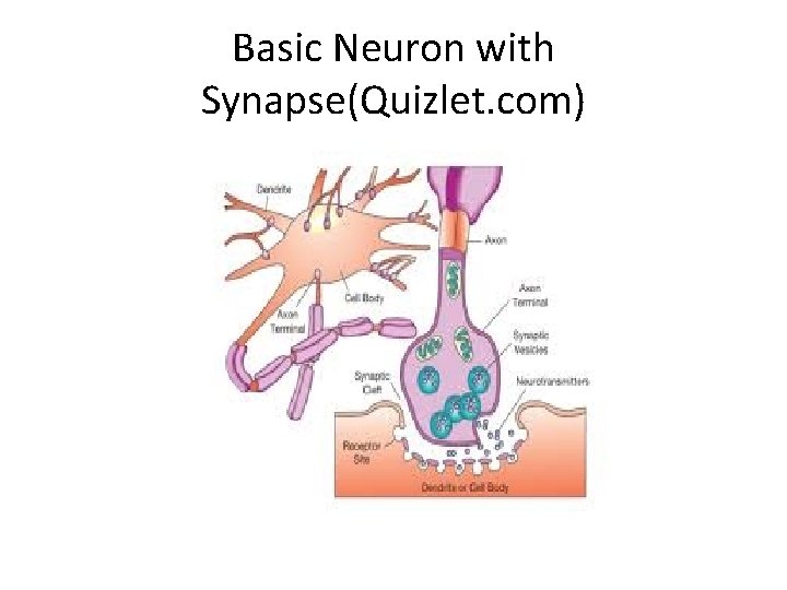Basic Neuron with Synapse(Quizlet. com) 