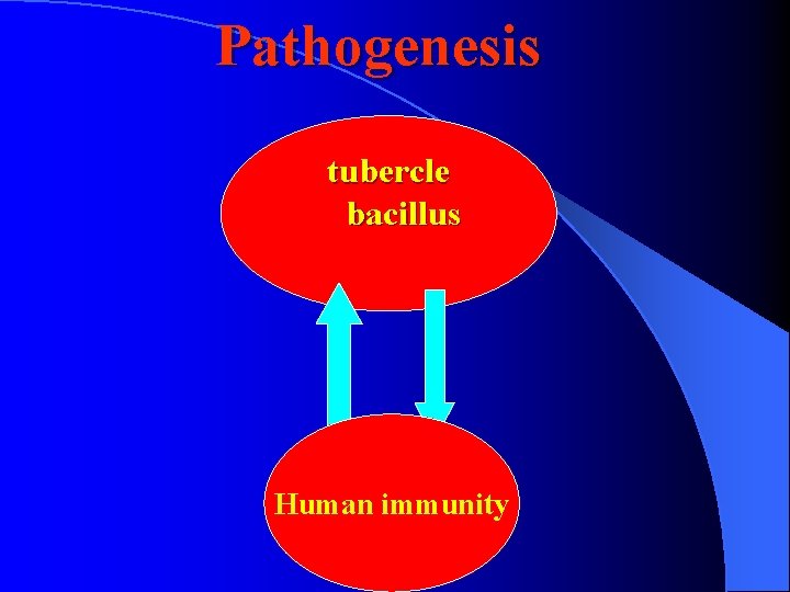 Pathogenesis tubercle bacillus Human immunity 