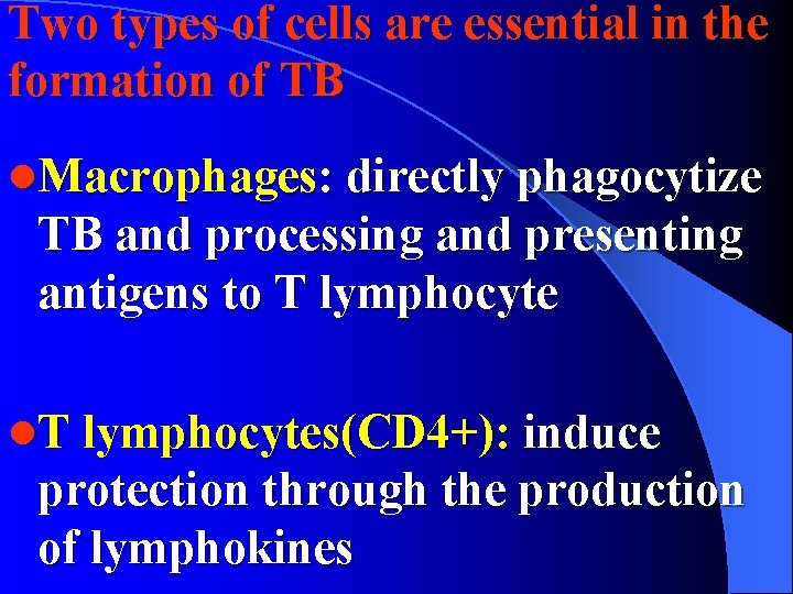 Two types of cells are essential in the formation of TB l. Macrophages: directly