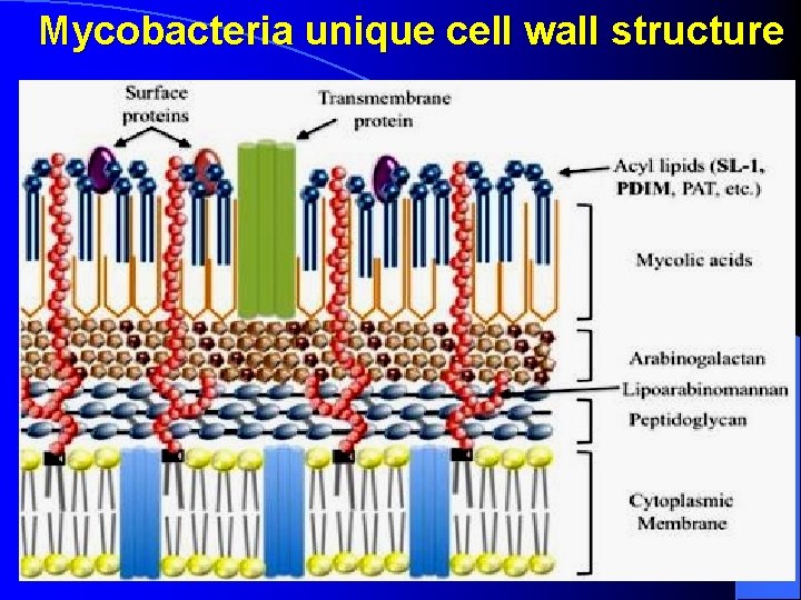 Mycobacteria unique cell wall structure 