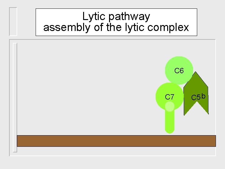 Lytic pathway assembly of the lytic complex C 6 C 7 C 5 b