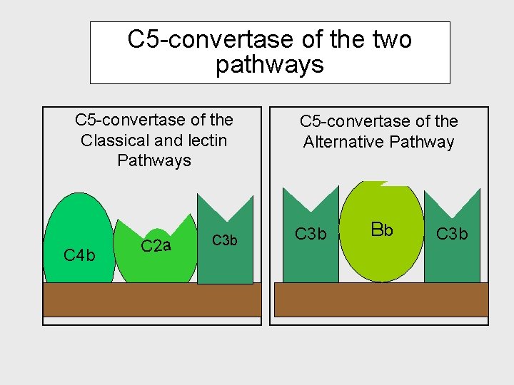 C 5 -convertase of the two pathways C 5 -convertase of the Classical and